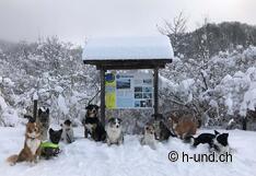 The whole Citydogs pack on the way.