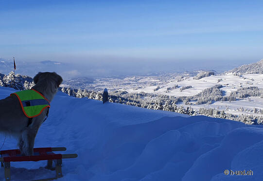 Schönenberg - Alp Wissboden (with sledging fun)