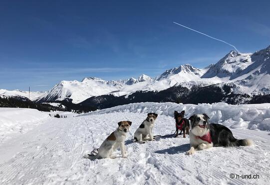 Tschuggenhütte and bear country