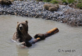 Bär Napa geniesst das kühle Nass.