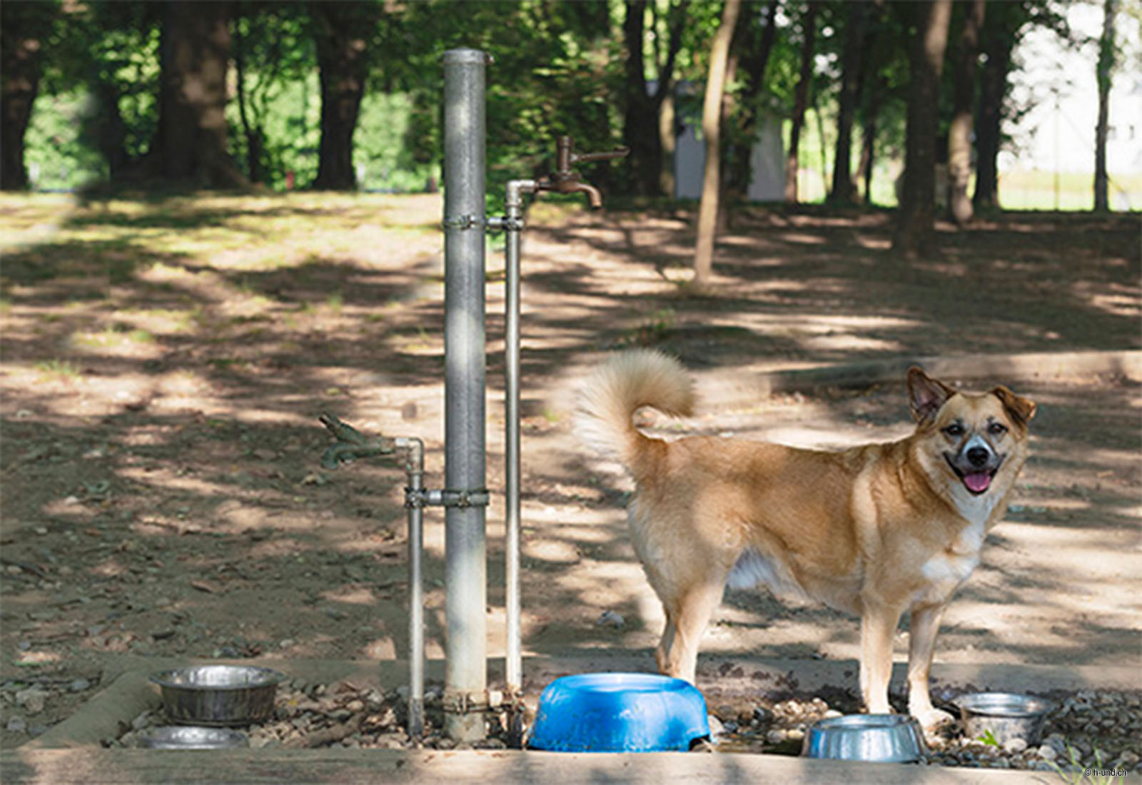 Dog Park Pian Casoro, Lugano