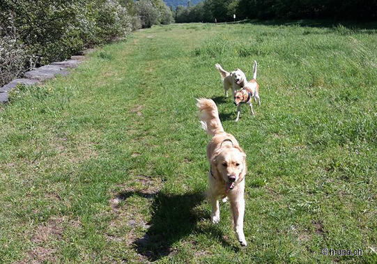 Hunde-Freilaufzone Losone