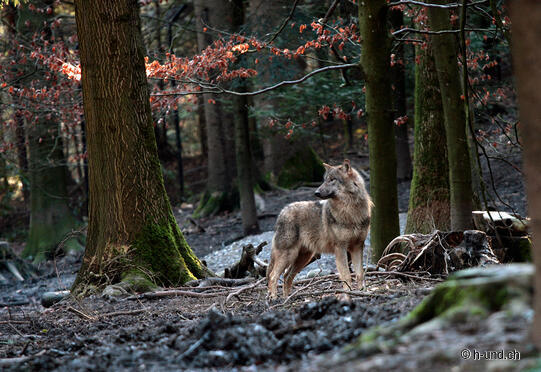 Wildnispark Zürich Langenberg