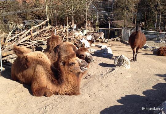 Zoo Johns kleine Farm